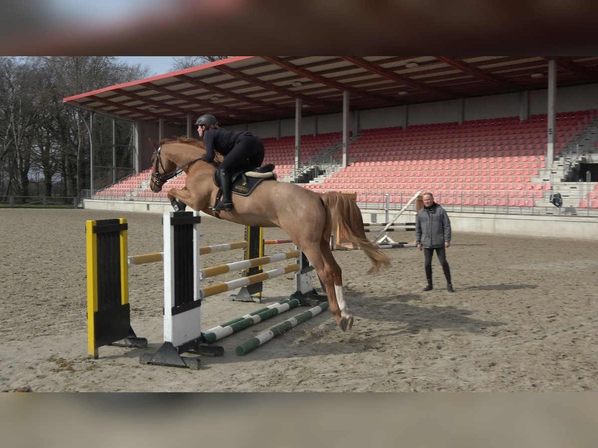 Sang-chaud Mecklembourg Hongre 5 Ans 168 cm Alezan in Redefin