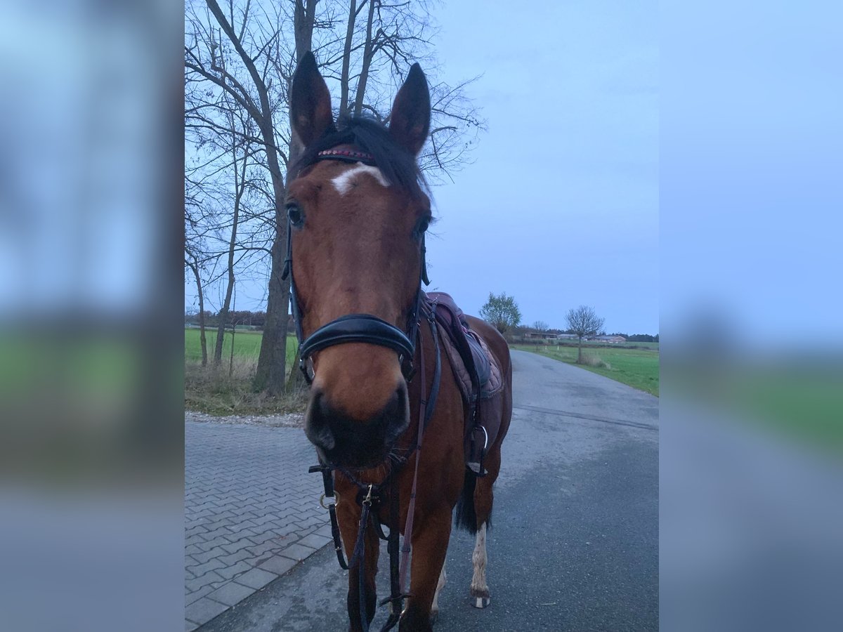 Sang-chaud Mecklembourg Hongre 6 Ans 170 cm in Veitsbronn