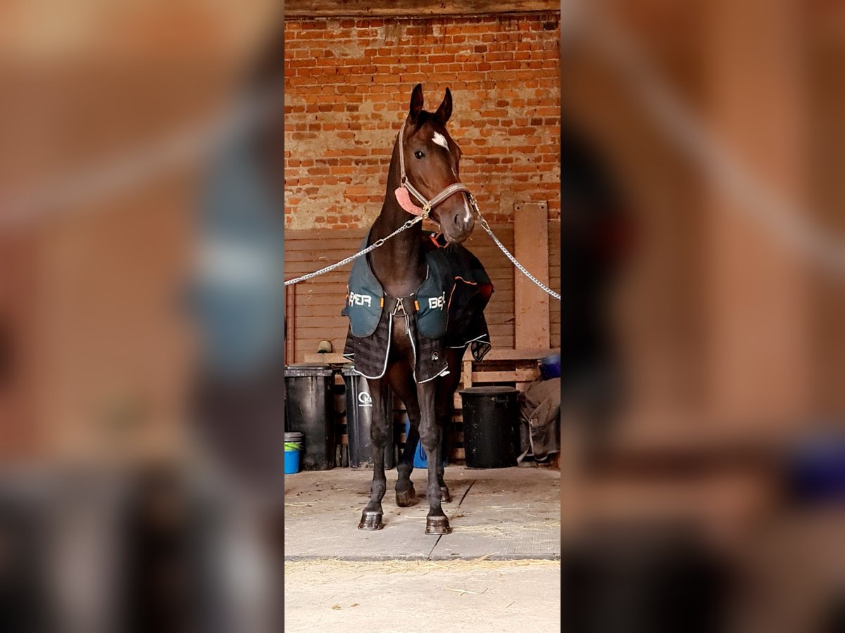 Sang-chaud Mecklembourg Jument 10 Ans 175 cm Bai brun in Dahlen