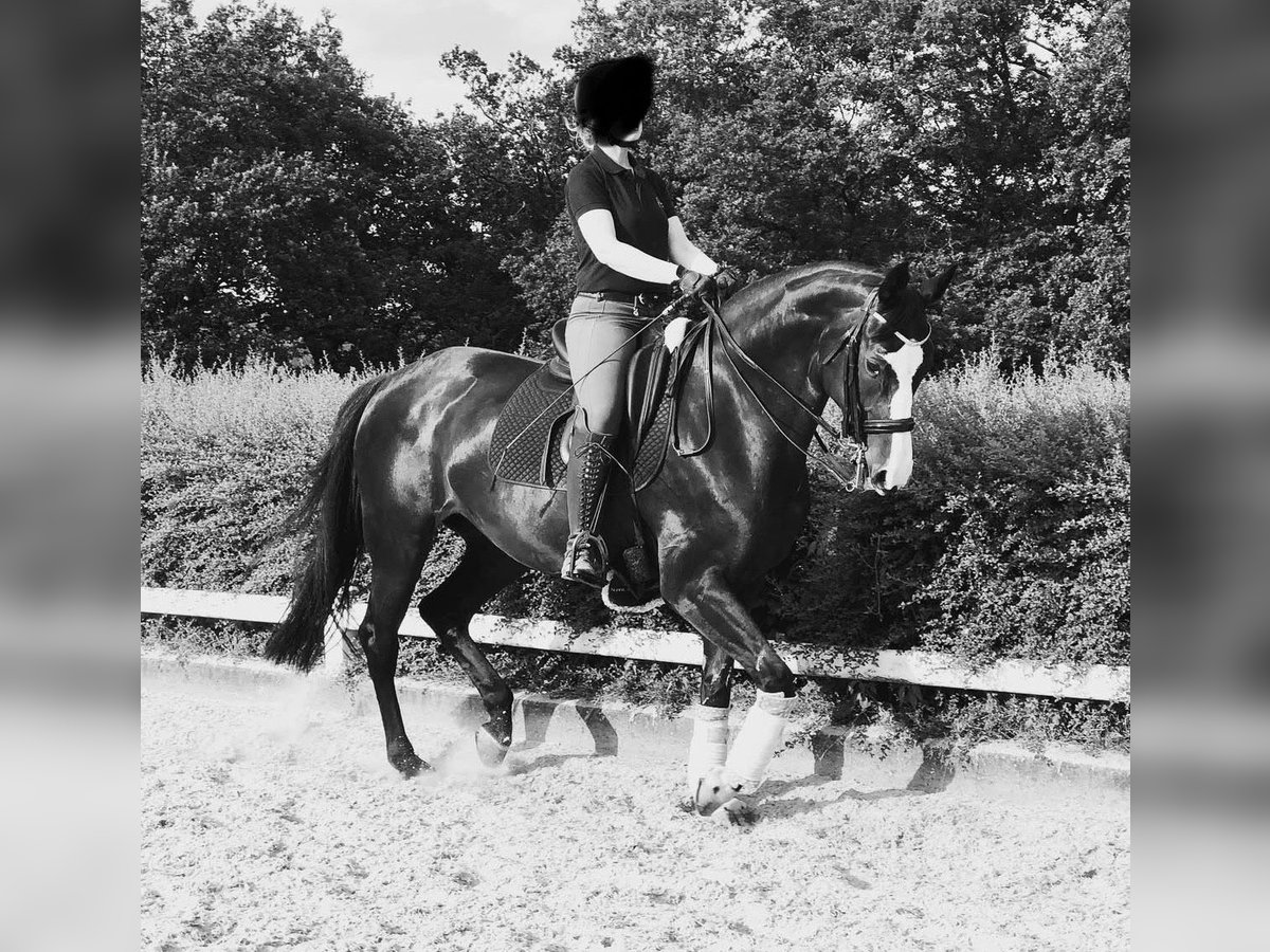 Sang-chaud Mecklembourg Jument 14 Ans 163 cm Noir in Bonn