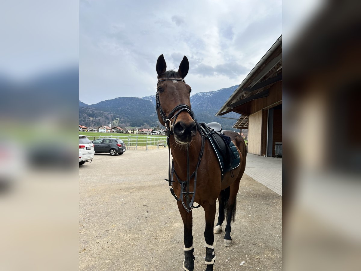 Sang-chaud Mecklembourg Jument 15 Ans Bai in Ohlstadt