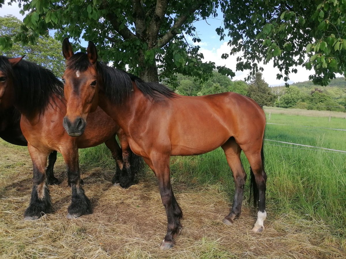 Sang-chaud Mecklembourg Jument 17 Ans 165 cm Bai in Linsengericht