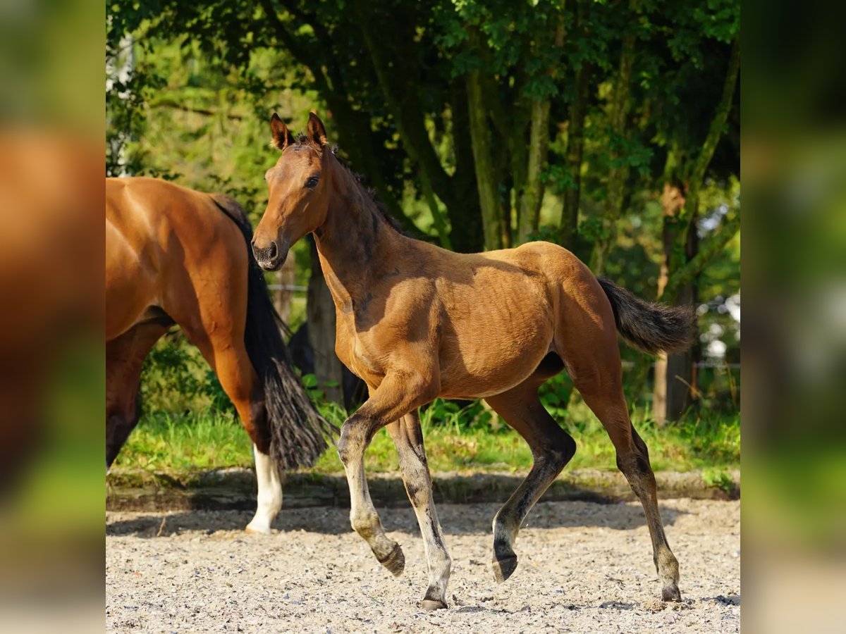 Sang-chaud Mecklembourg Jument 2 Ans 170 cm Bai in Neverin