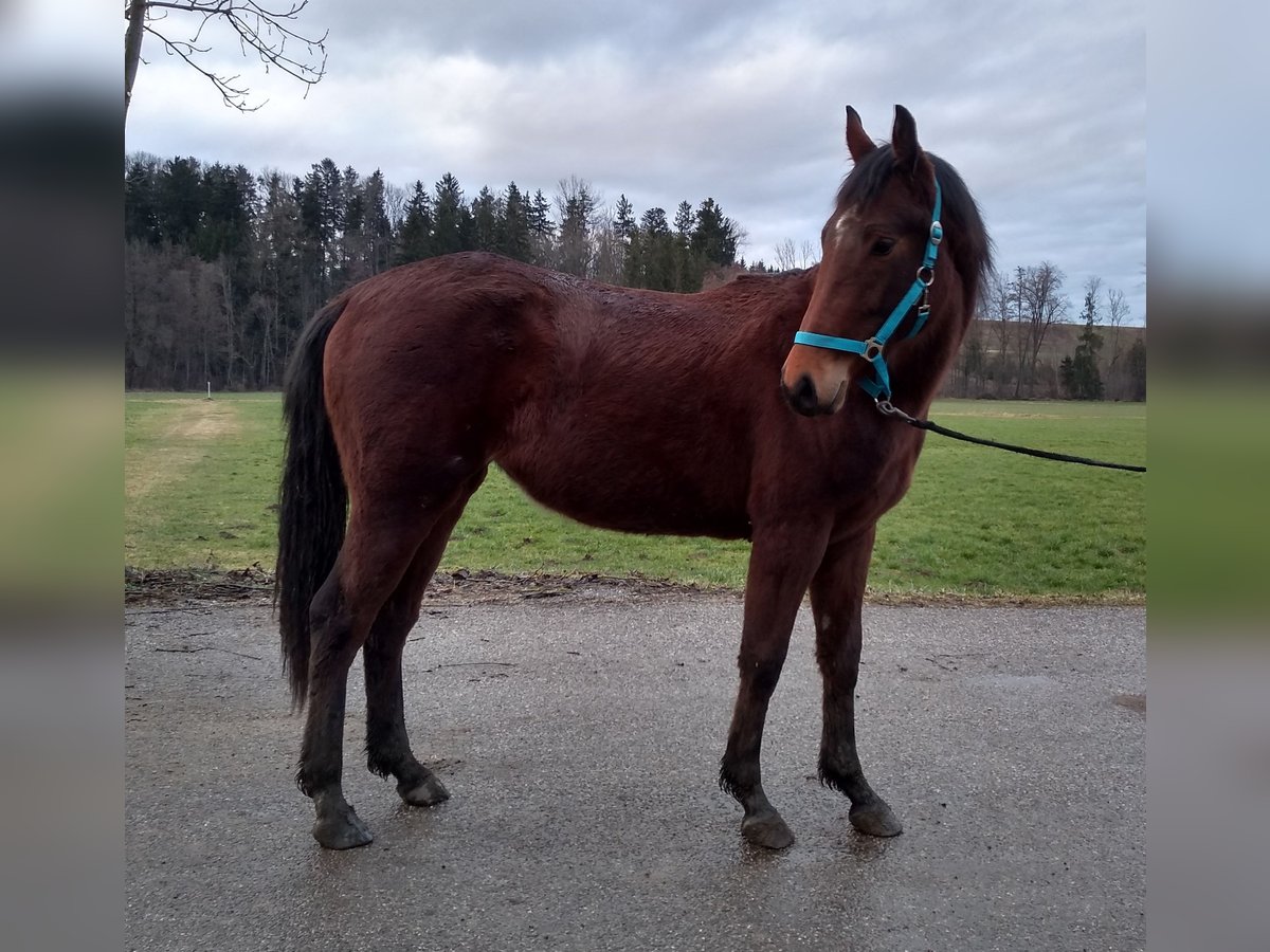 Sang-chaud Mecklembourg Jument 3 Ans 162 cm Bai in Dorfen