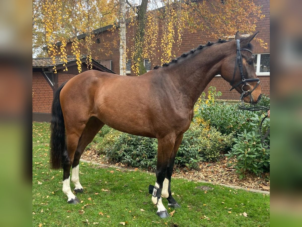 Sang-chaud Mecklembourg Jument 3 Ans 162 cm Bai in Hopsten