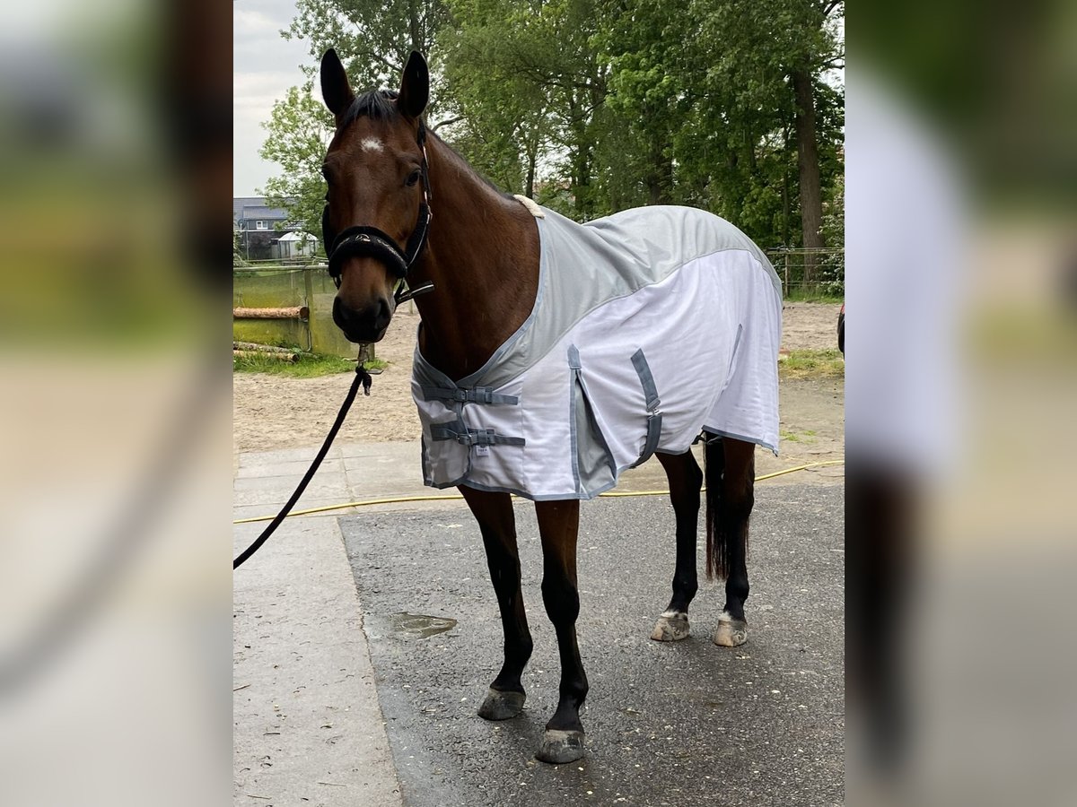 Sang-chaud Mecklembourg Jument 9 Ans 165 cm Bai in Sande Mariensiel