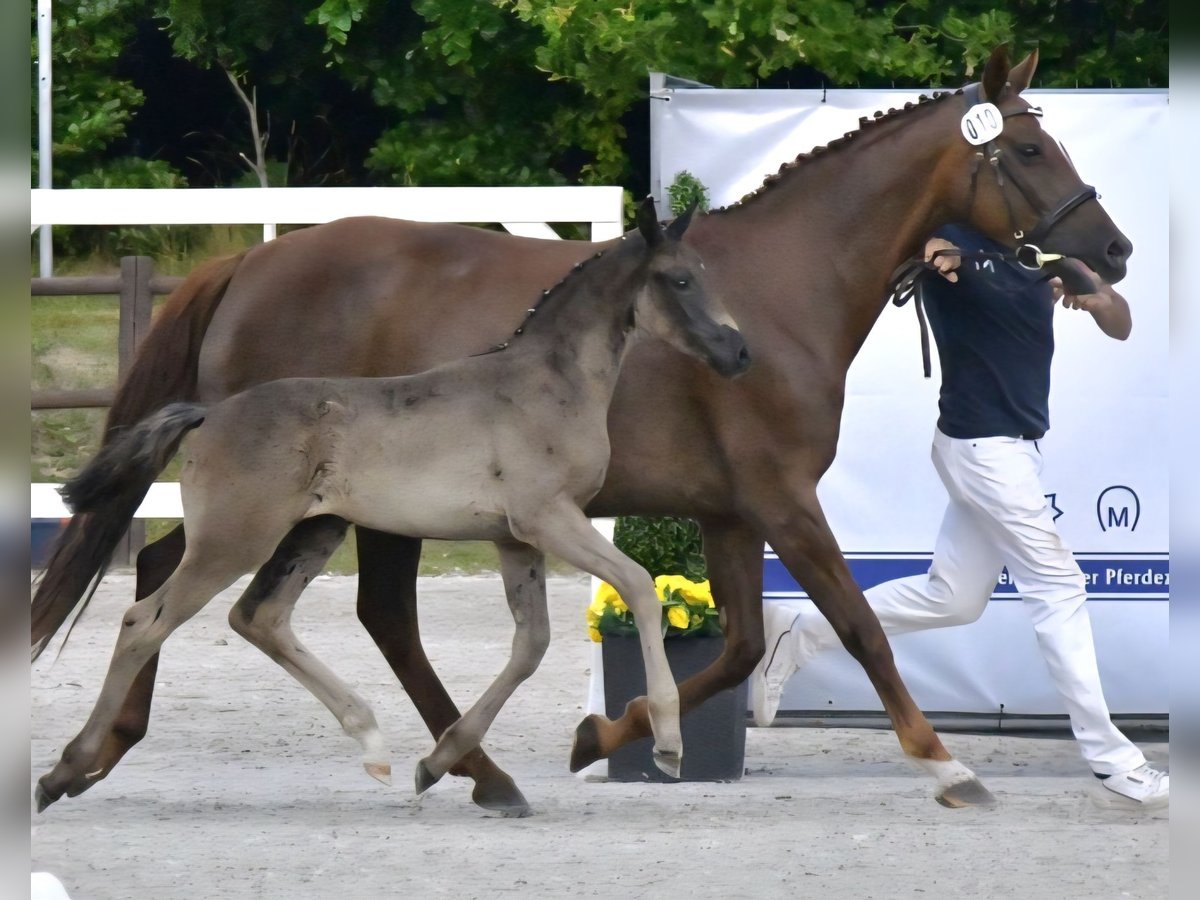 Sang-chaud Mecklembourg Jument Poulain (05/2025) 170 cm Noir in Hageb&#xF6;k