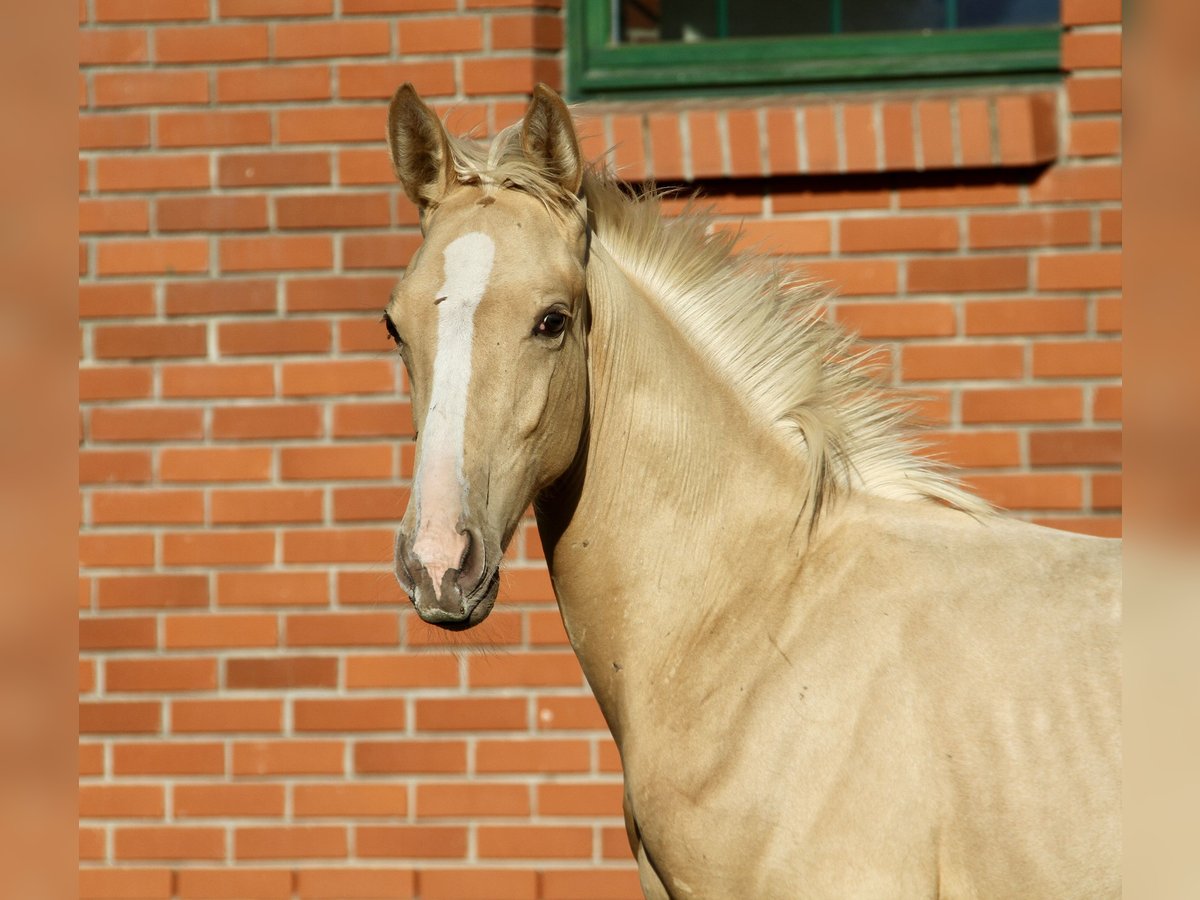 Sang-chaud polonais Étalon Poulain (06/2025) 170 cm Palomino in Chojn