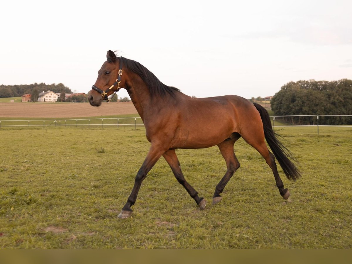 Sang-chaud polonais Hongre 15 Ans 165 cm Bai in Gars am Inn