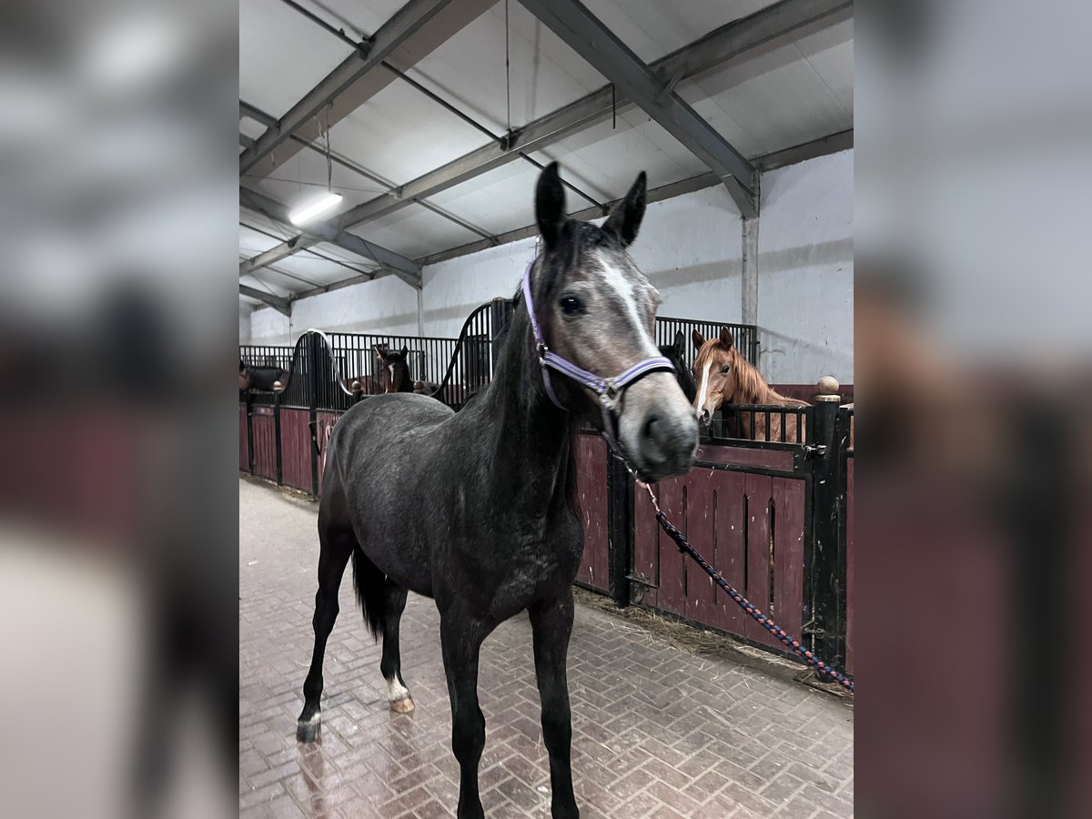 Sang-chaud polonais Croisé Hongre 2 Ans 156 cm Peut devenir gris in Warsaw