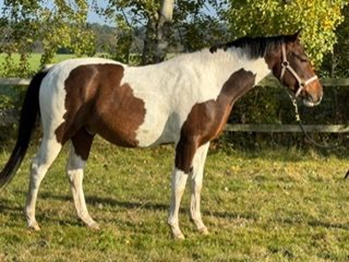 Sang-chaud polonais Hongre 3 Ans 160 cm Pinto in Wietze