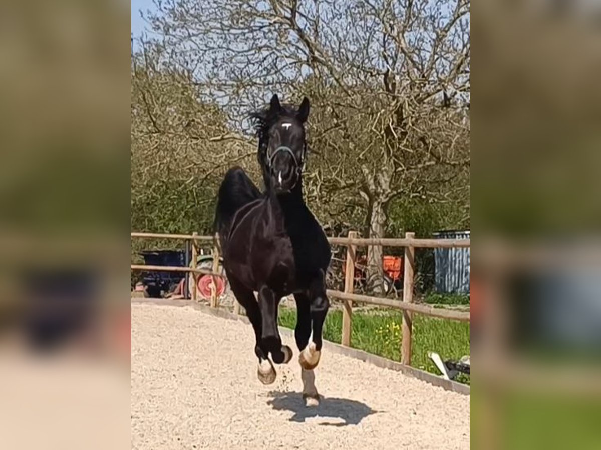 Sang-chaud polonais Hongre 5 Ans 170 cm Noir in Titisee-Neustadt