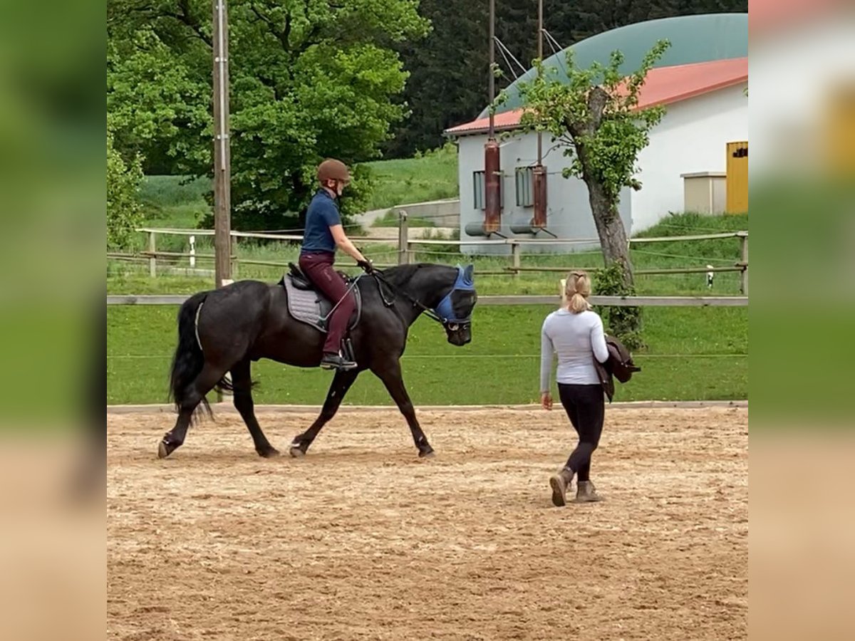 Sang-chaud polonais Hongre 6 Ans 160 cm Noir in Todtenweis