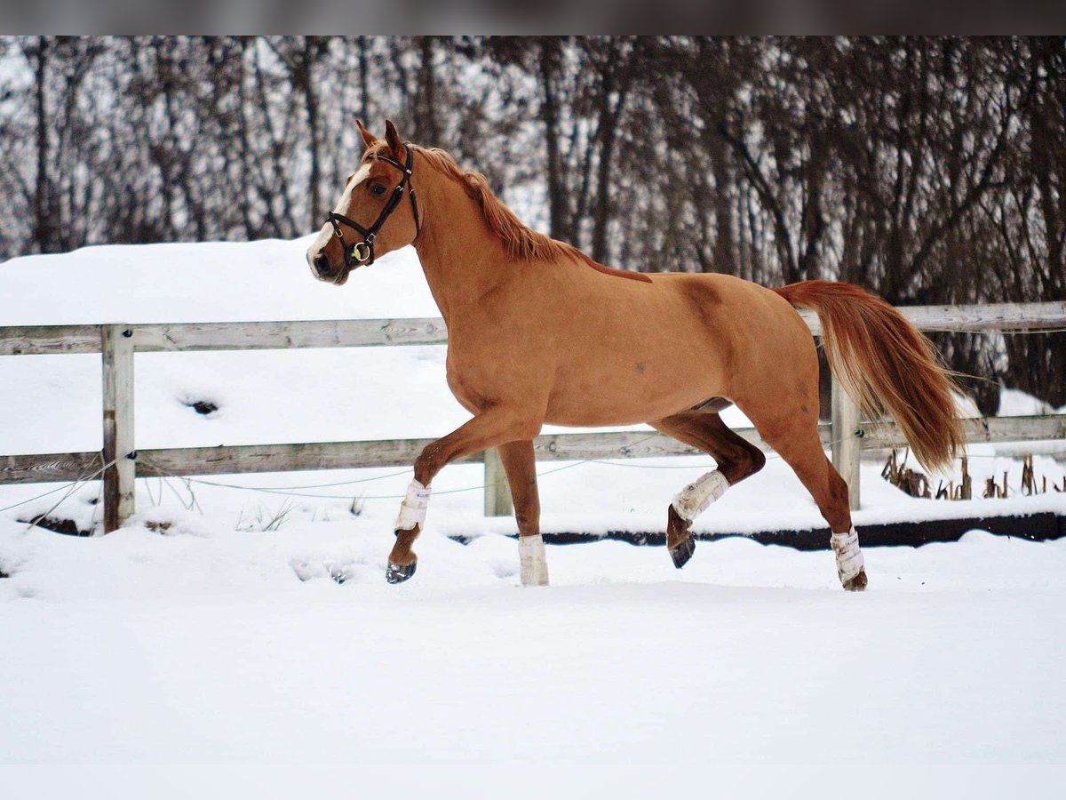 Sang-chaud polonais Hongre 6 Ans 165 cm Alezan in Bydgoszcz