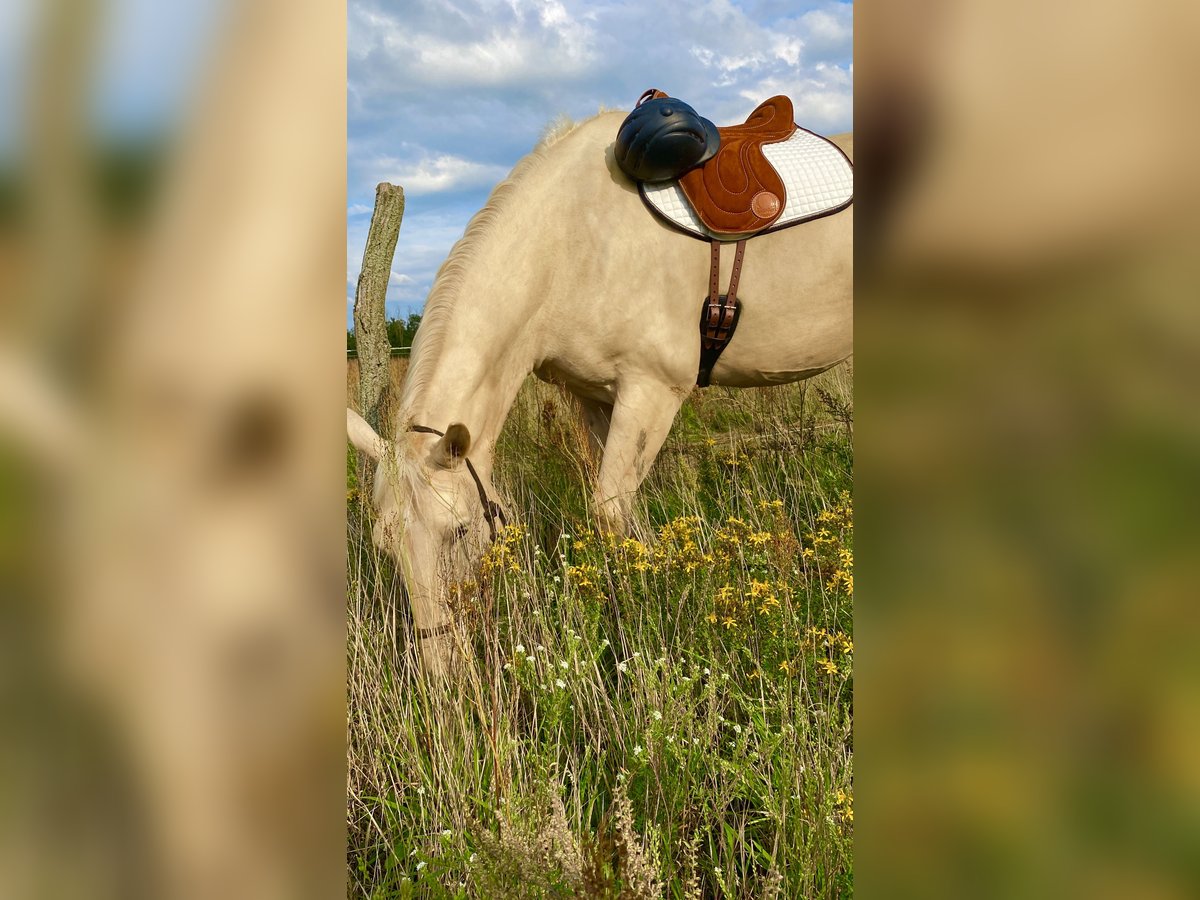 Sang-chaud polonais Hongre 6 Ans 178 cm Palomino in Schwenningen