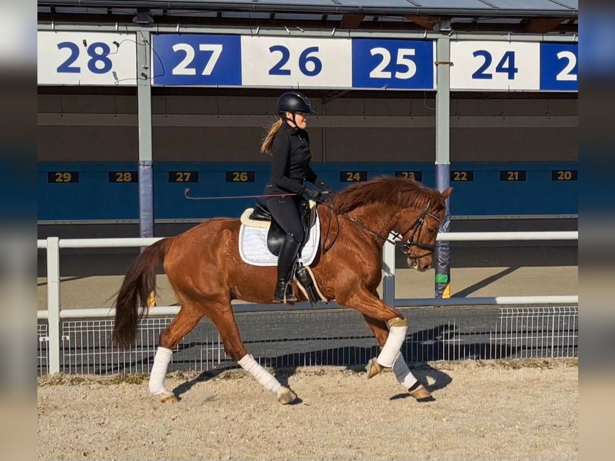 Sang-chaud polonais Hongre 7 Ans 162 cm Alezan in Forst