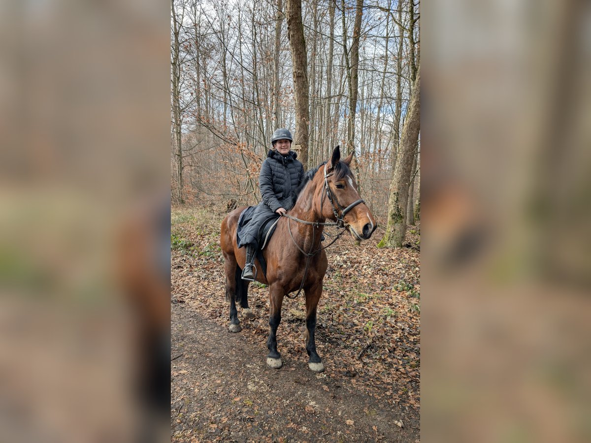 Sang-chaud polonais Jument 14 Ans 165 cm in Ulm