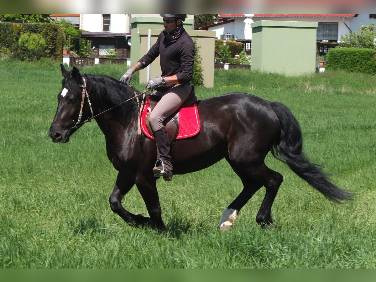 Sang-chaud polonais Jument 4 Ans 157 cm Noir in Buttstädt