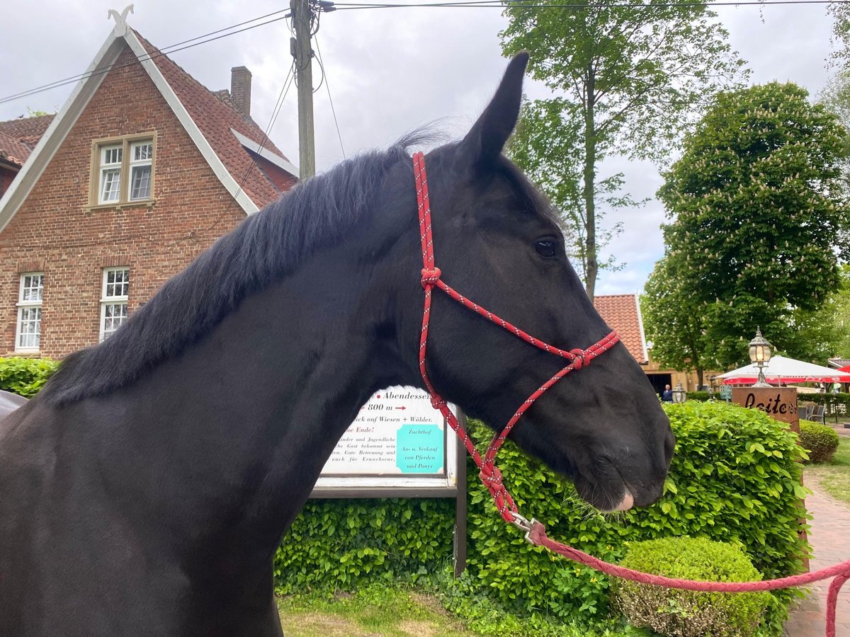 Sang-chaud polonais Jument 8 Ans 163 cm Noir in Eggermühlen