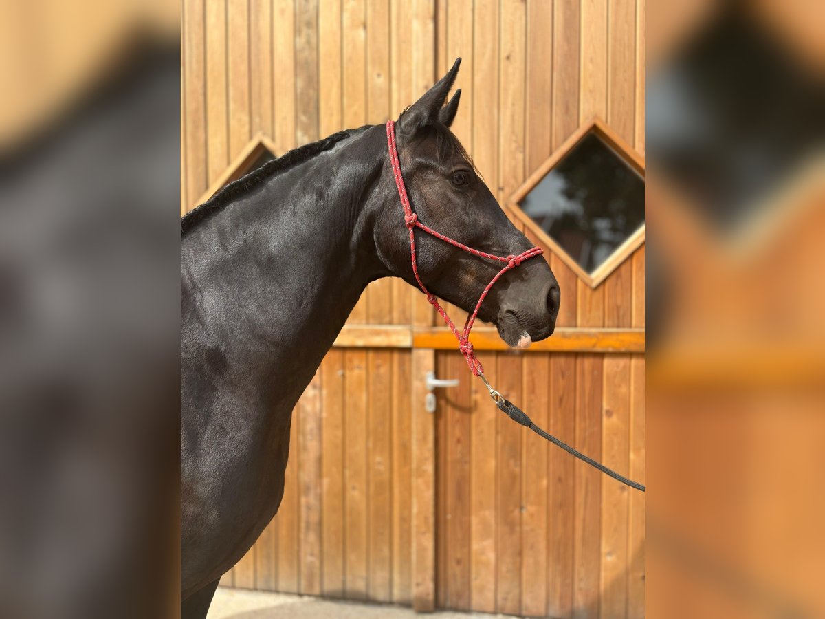 Sang-chaud polonais Jument 8 Ans 164 cm Noir in Eggerm&#xFC;hlen OT Bockraden
