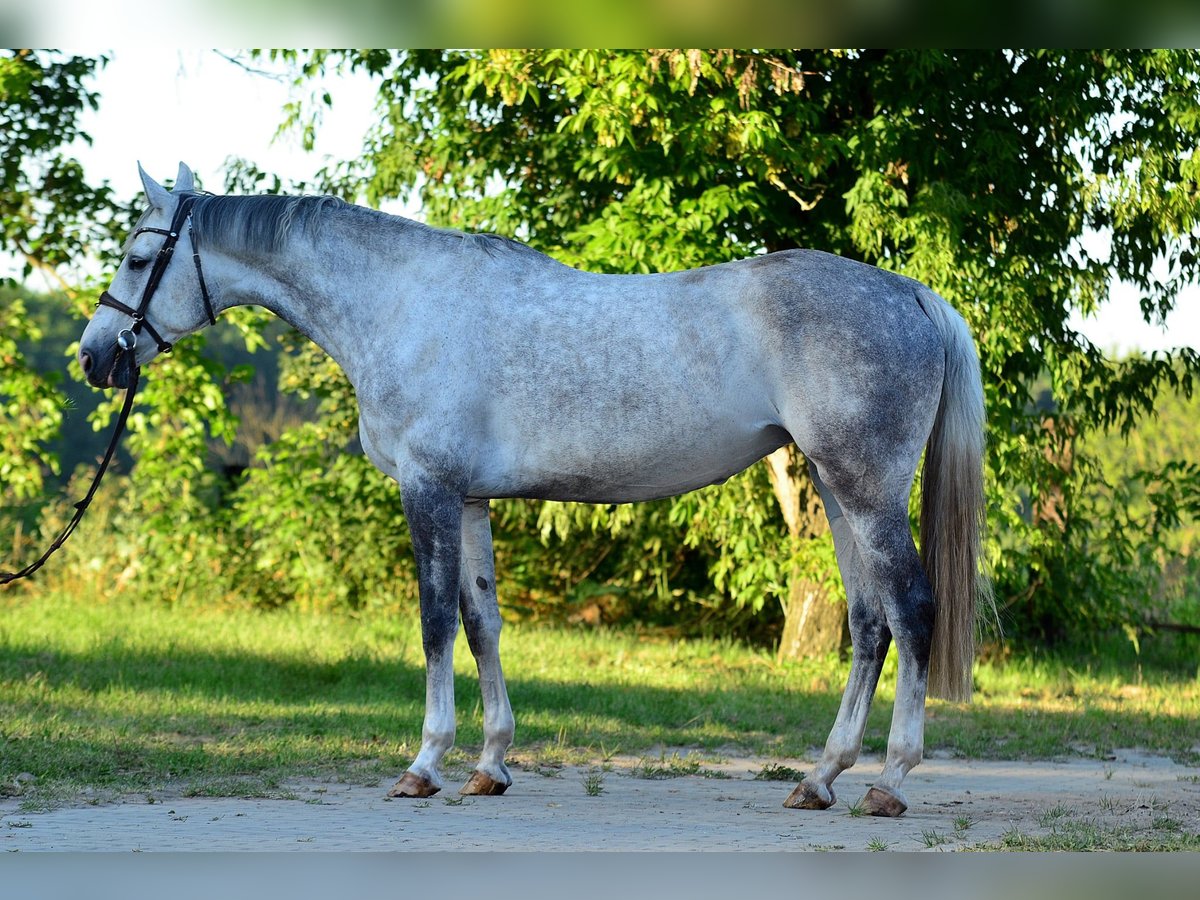 Sang-chaud polonais Jument 8 Ans 170 cm Gris in Iwno