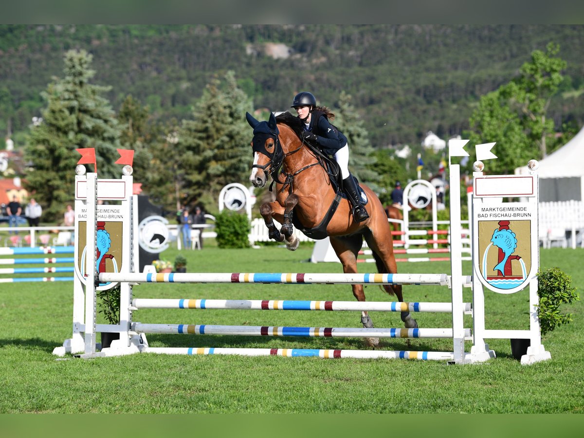 Sang-chaud slovaque Hongre 6 Ans 165 cm Bai clair in St.Pölten