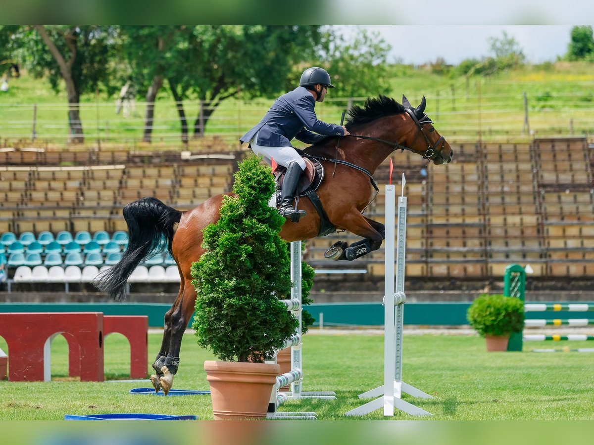 Sang-chaud slovaque Hongre 8 Ans 162 cm in Prešov