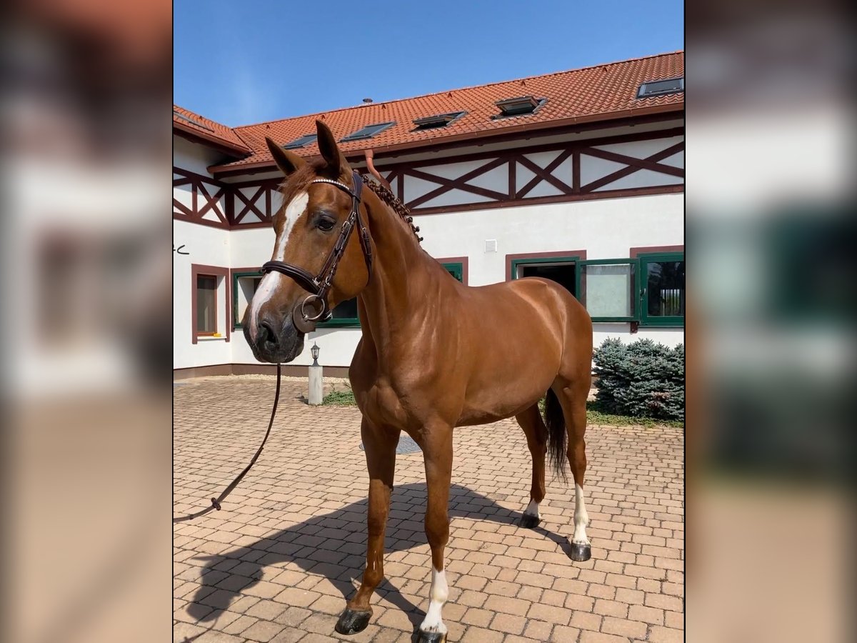 Sang-chaud slovaque Hongre 9 Ans 168 cm Alezan brûlé in Trenčín