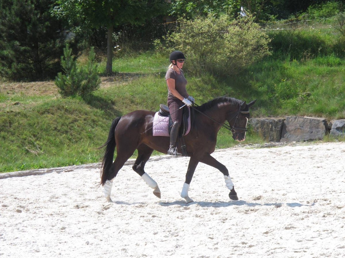 Sang-chaud slovaque Jument 15 Ans 170 cm Noir in Benešov