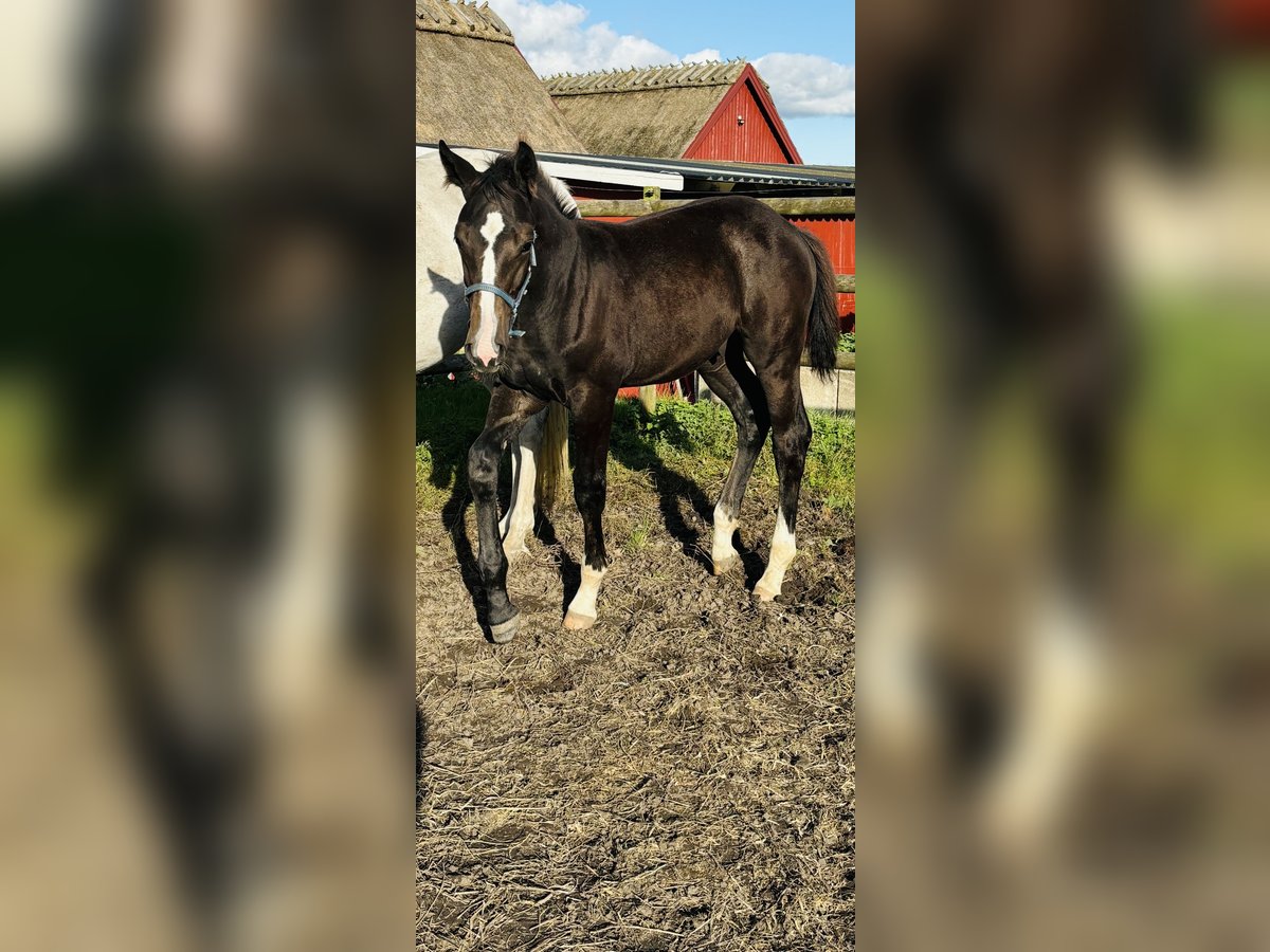 Sang-chaud suédois Étalon 1 Année 168 cm Blanc in Kävlinge, Skåne