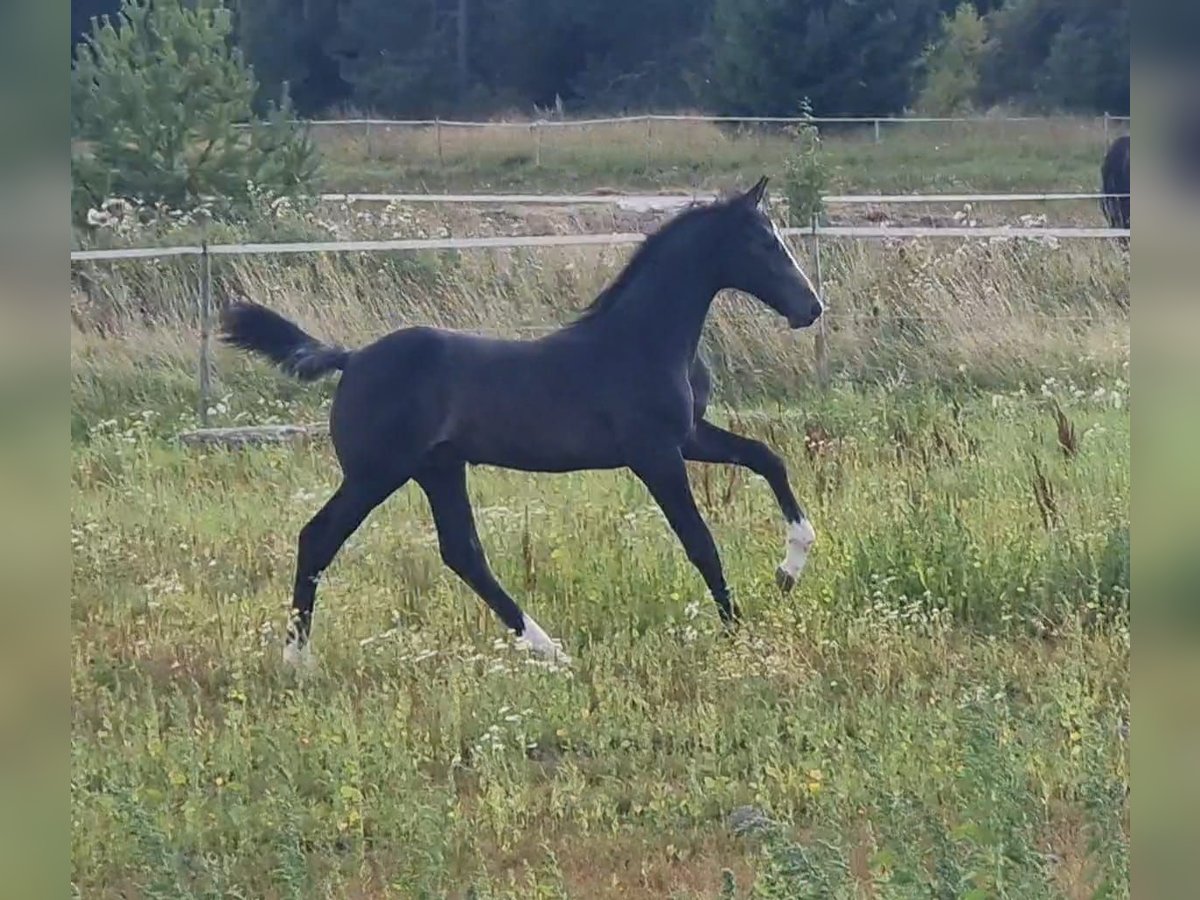 Sang-chaud suédois Étalon 1 Année 170 cm Gris pommelé in Västerås