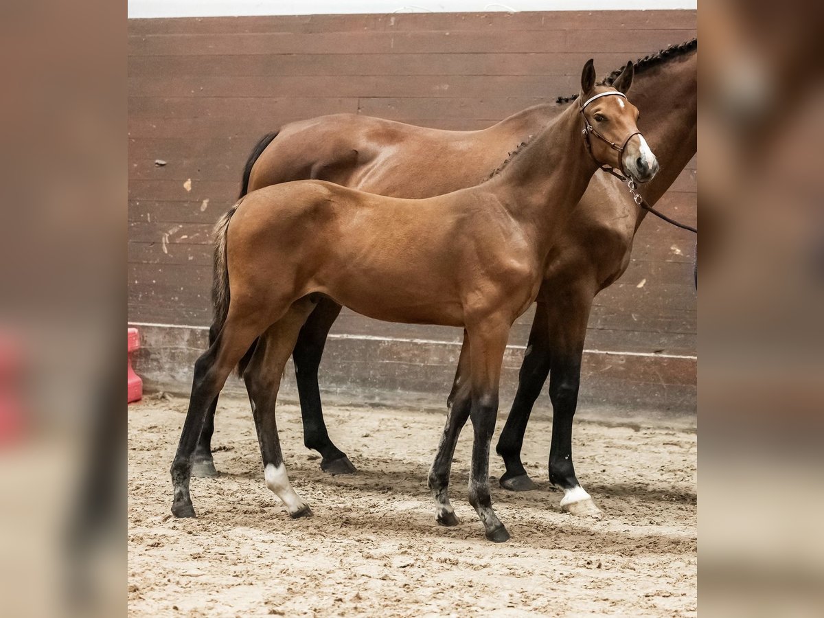 Sang-chaud suédois Étalon 1 Année Bai cerise in Västerås