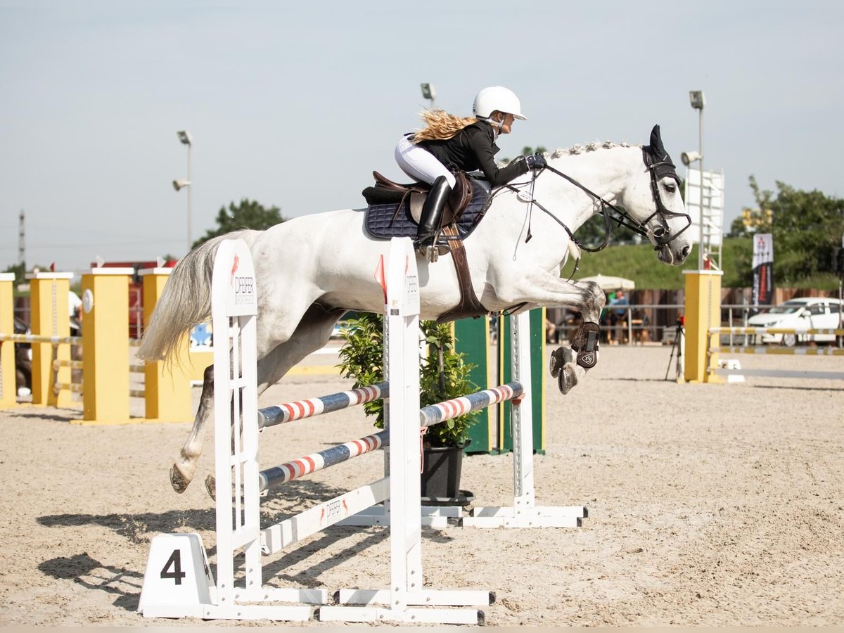 Sang-chaud suédois Hongre 12 Ans 167 cm Gris in OhlsbachGengenbach