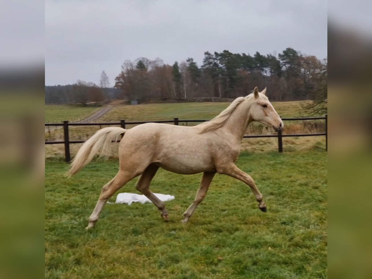 Sang-chaud suédois Hongre 1 Année 166 cm Palomino in Istorp