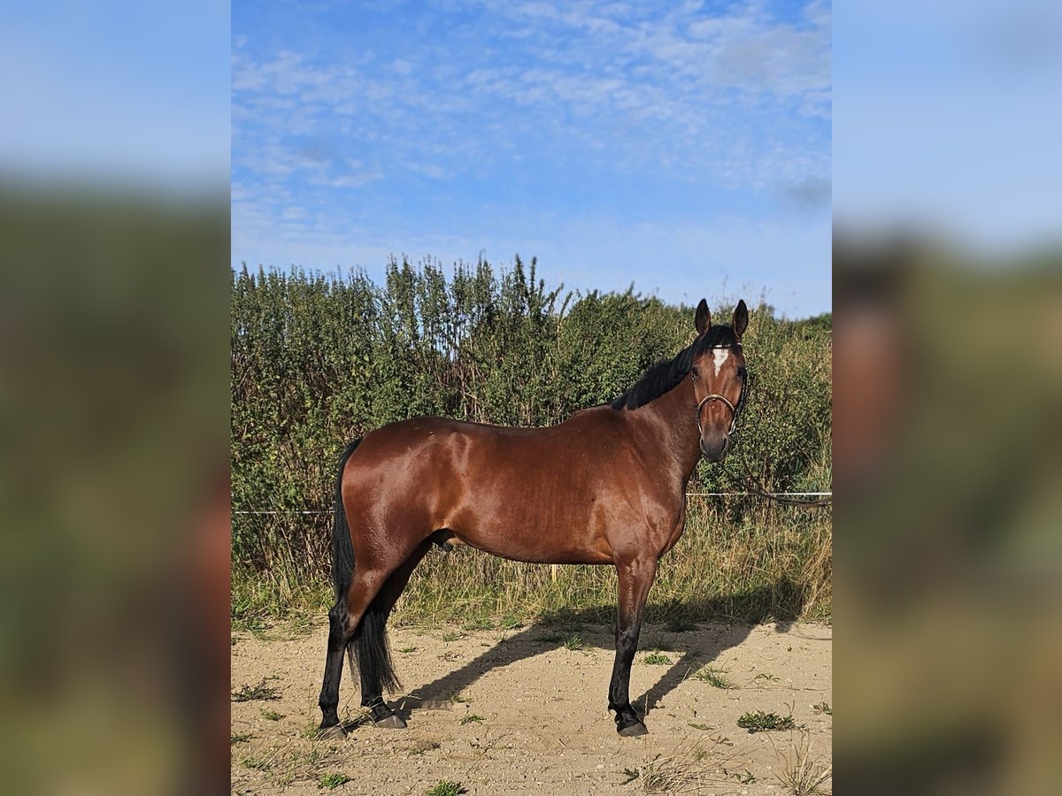Sang-chaud suédois Croisé Hongre 5 Ans 164 cm Bai in Leipzig