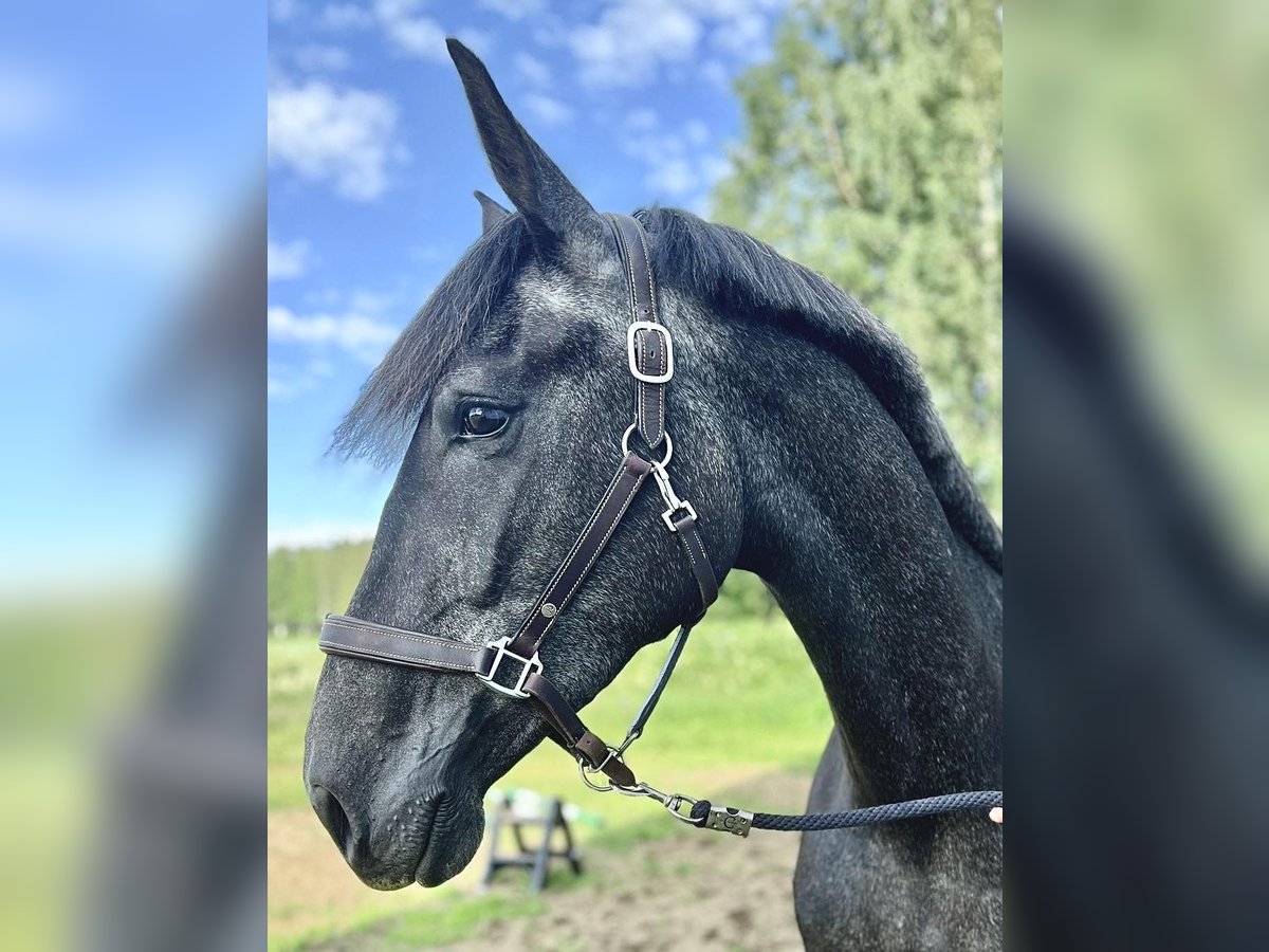 Sang-chaud suédois Croisé Jument 3 Ans 168 cm Blanc in Skellefteå