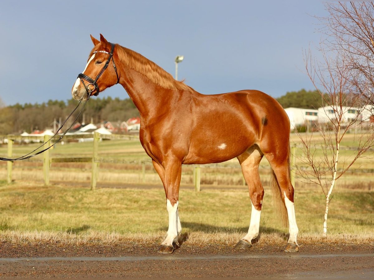 Sang-chaud suédois Jument 6 Ans 175 cm Alezan brûlé in Fjärås, Halland