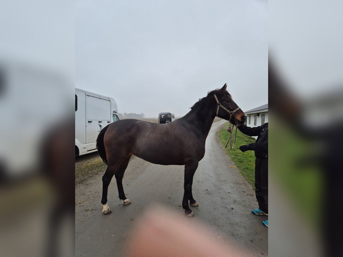 Sang-chaud suédois Croisé Jument 9 Ans 160 cm Bai brun foncé in Leipzig