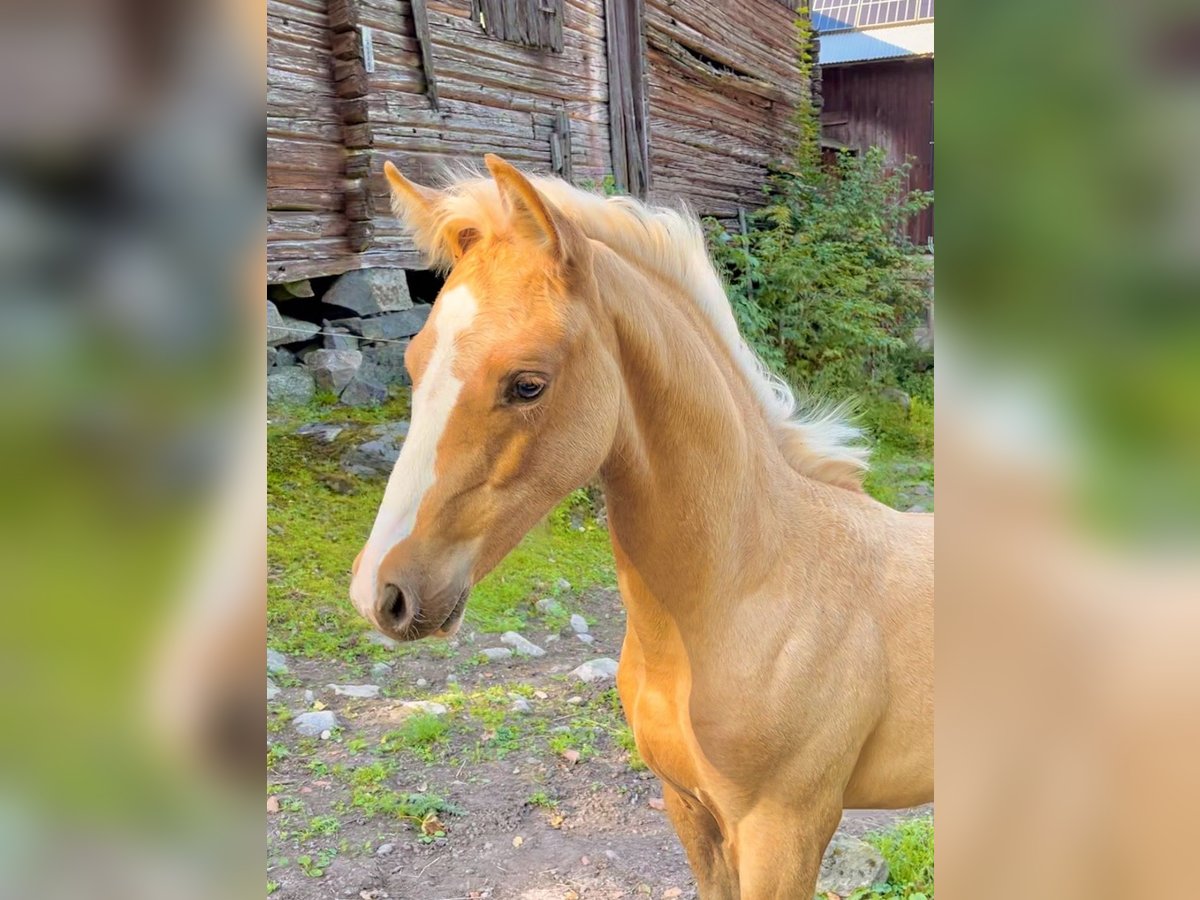 Sang-chaud suédois Jument Poulain (06/2024) 165 cm Palomino in Degerfors