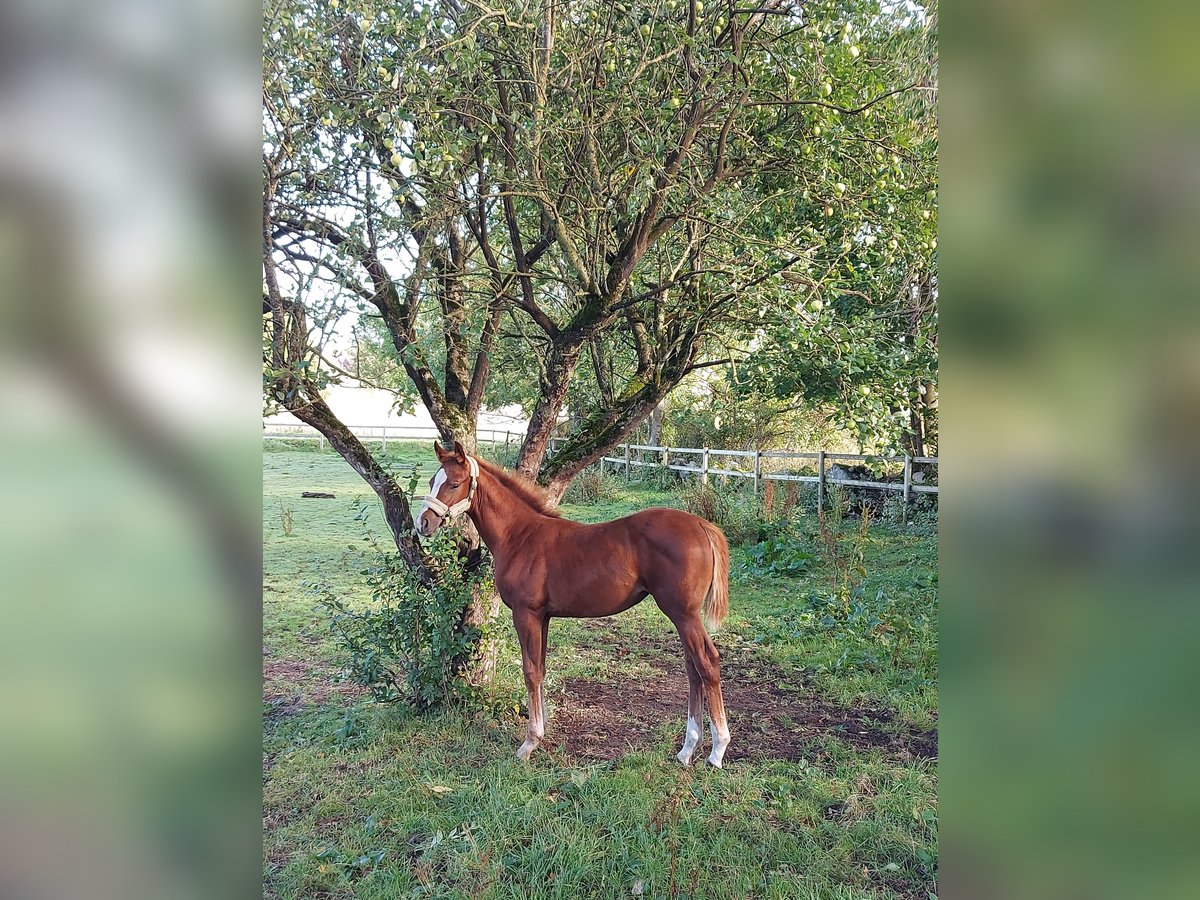 Sang-chaud suédois Jument Poulain (06/2024) 168 cm Alezan cuivré in Falköping