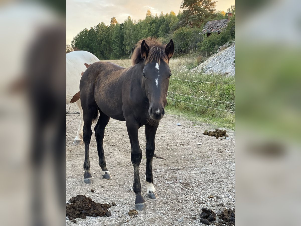 Sang-chaud suédois Jument Poulain (05/2024) 170 cm Bai brun in Örebro