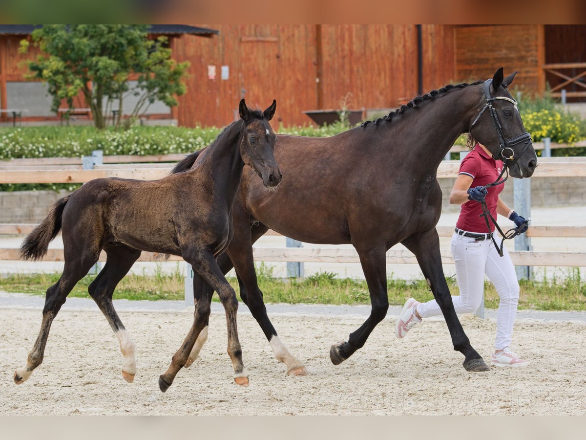 Sang-chaud tchèque Étalon Poulain (04/2024) 167 cm Noir in Vysinka / Trutnov