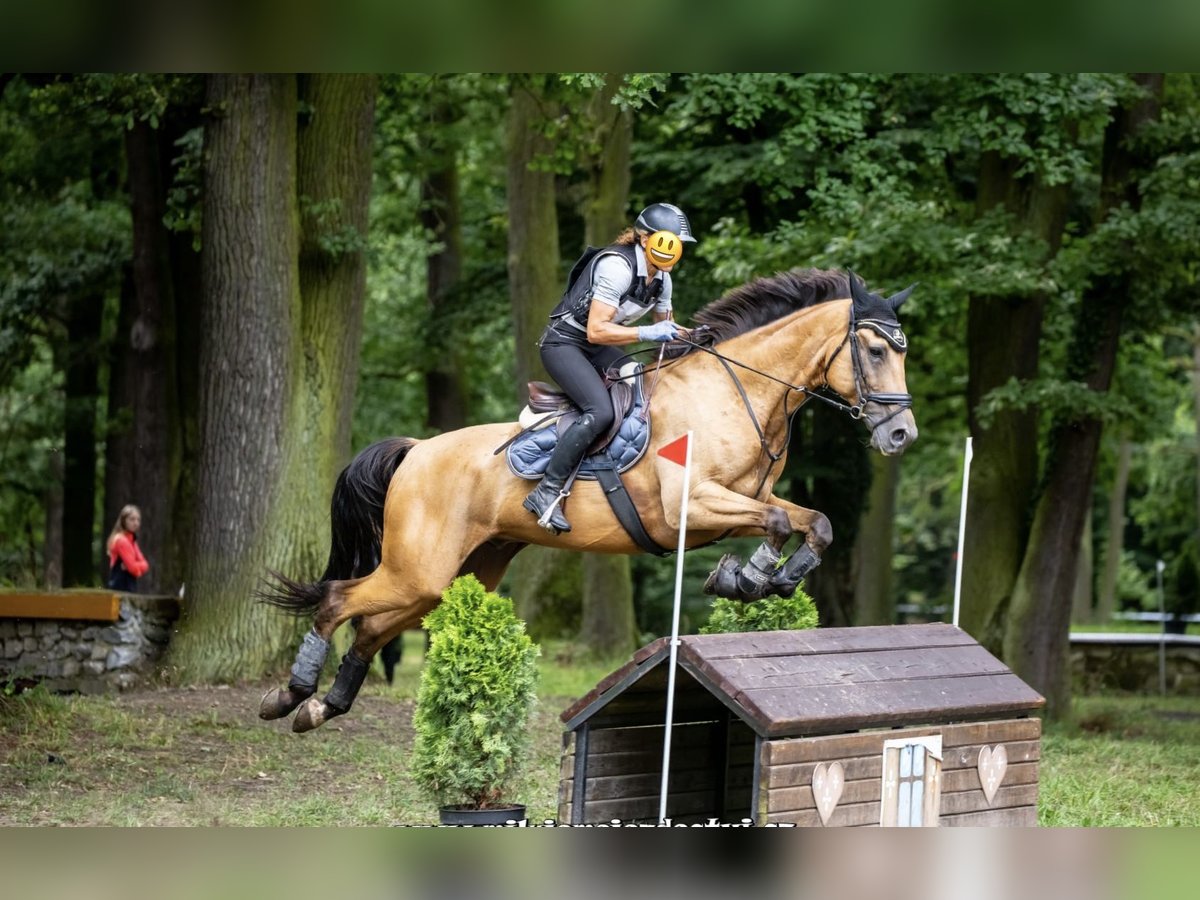 Sang-chaud tchèque Hongre 11 Ans 170 cm Buckskin in Schlins