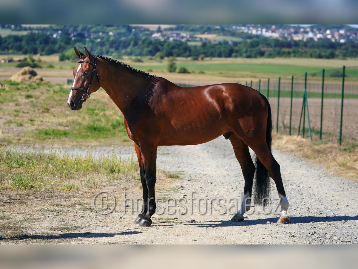 Sang-chaud tchèque Hongre 11 Ans 172 cm Bai in Ritka