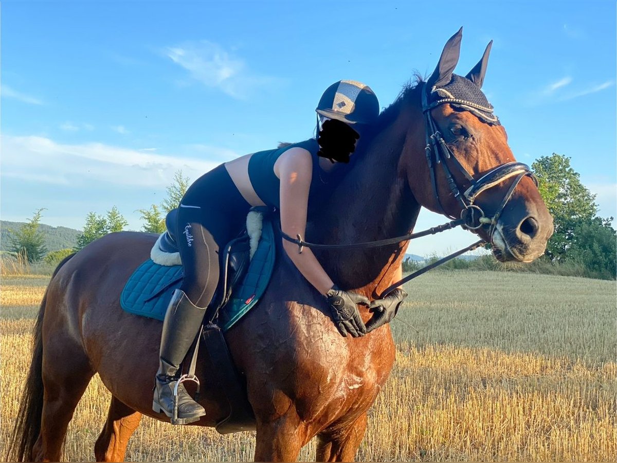 Sang-chaud tchèque Hongre 15 Ans 175 cm Alezan brûlé in Freistadt