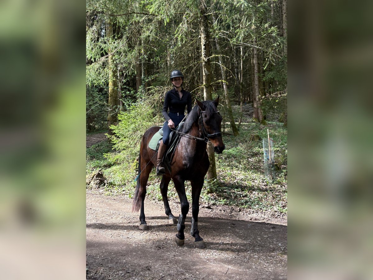 Sang-chaud tchèque Hongre 16 Ans 166 cm Bai brun in Ampflwang
