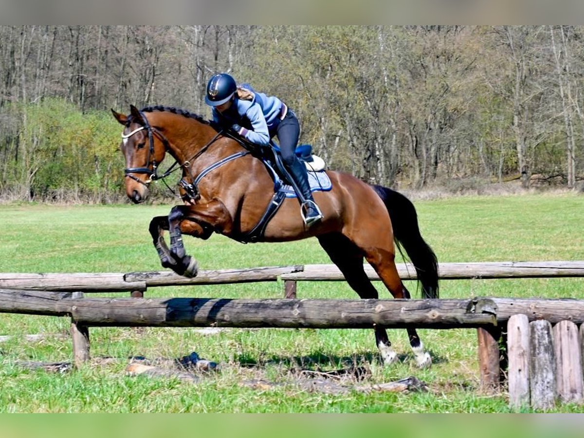 Sang-chaud tchèque Hongre 7 Ans 170 cm Bai in Brno