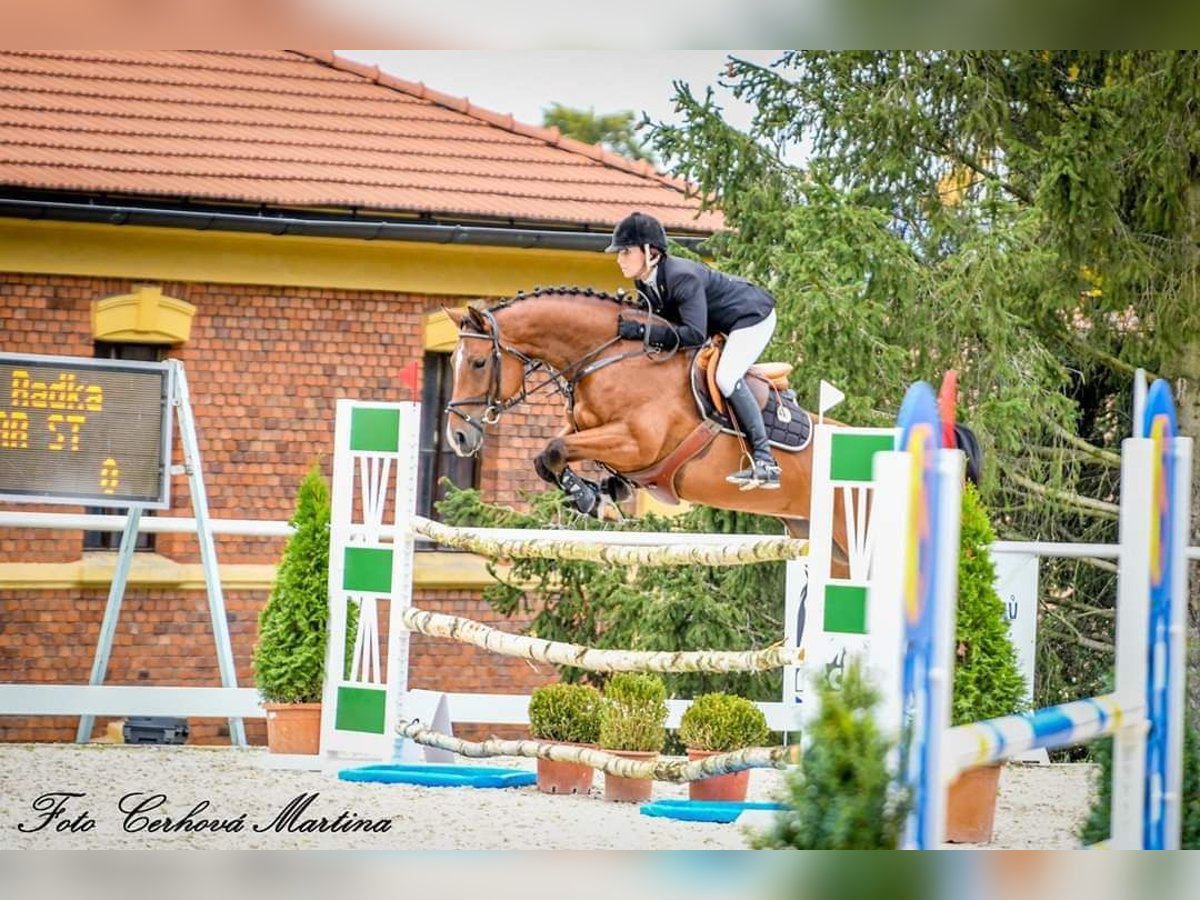Sang-chaud tchèque Jument 11 Ans 165 cm Bai cerise in PRIBRAM