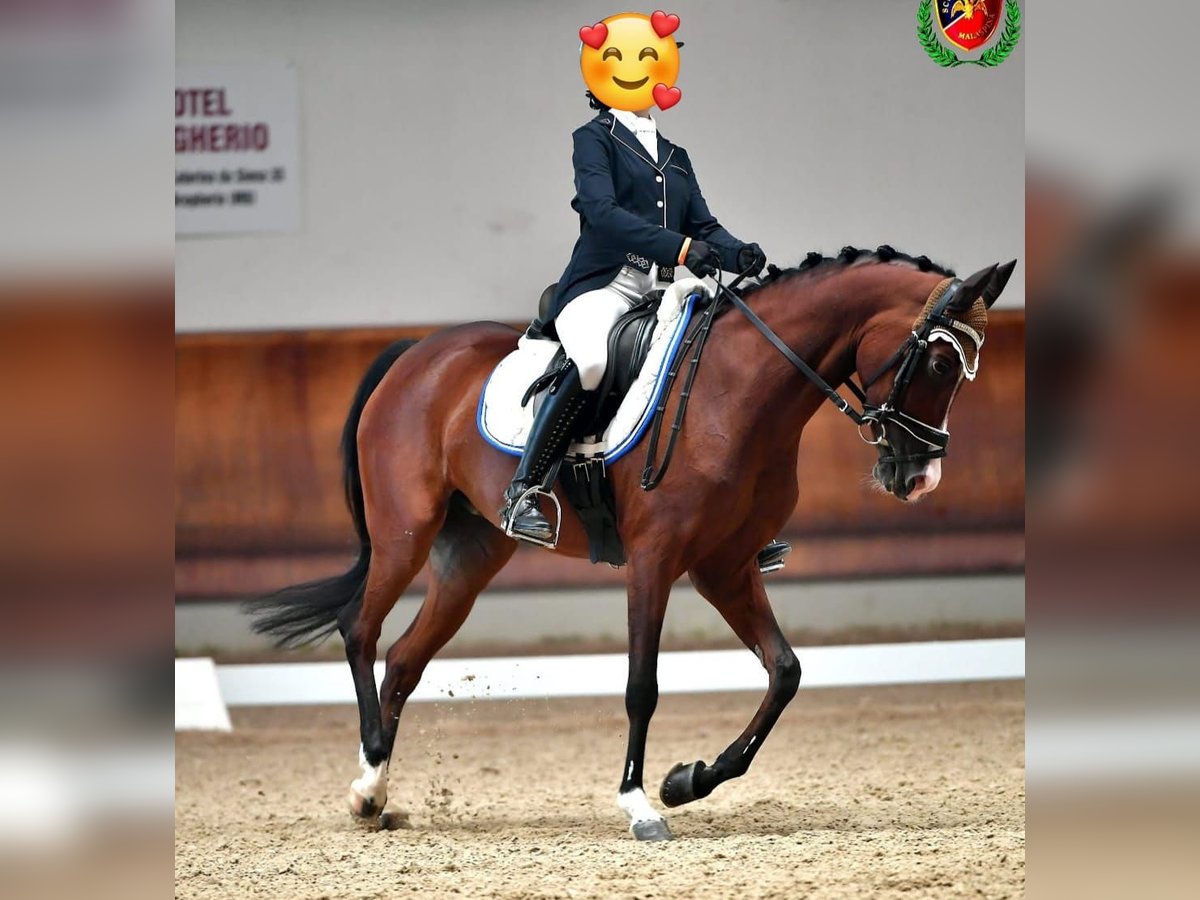 Sang-chaud tchèque Jument 13 Ans 148 cm Bai in Lainate