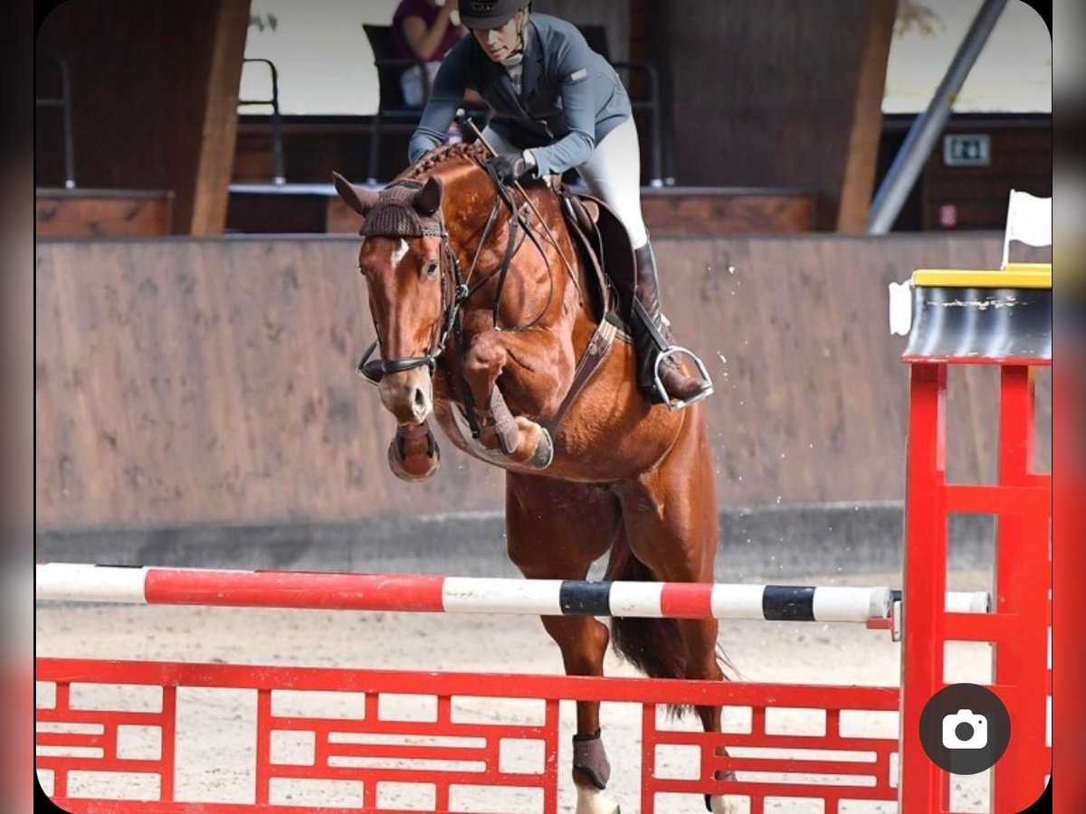 Sang-chaud tchèque Jument 14 Ans 175 cm Alezan brûlé in Tlumacov